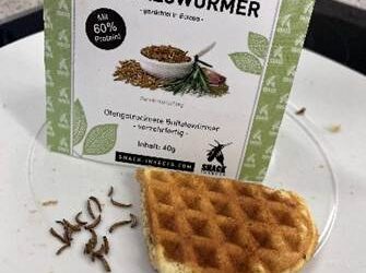„Die spannende Welt der Insekten“ begeistert 9. Klässler:innen  